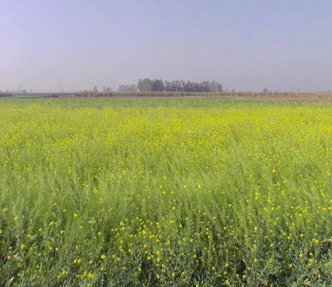 Mawana, Uttar Pradesh, India