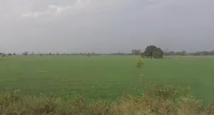 Balrampur, Madhya Pradesh 464114, India preview 3