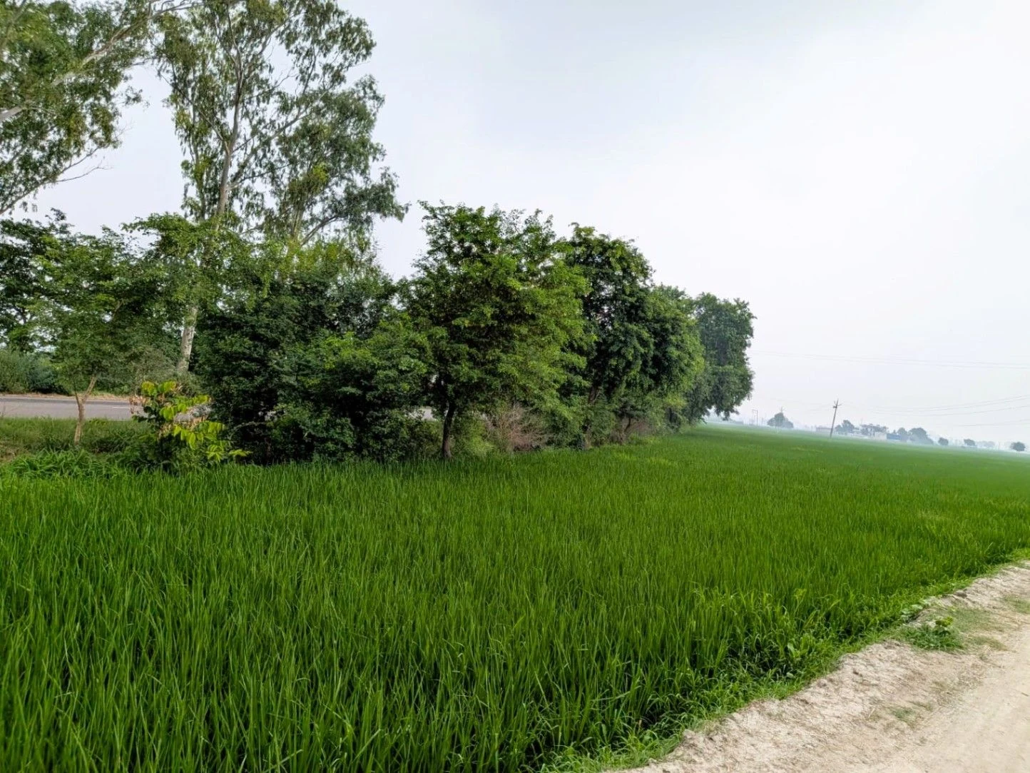 HMGR+WGX, Karnal, Thari, Haryana, India preview 4