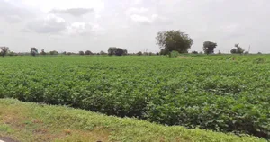 Borawan, Madhya Pradesh 451228, India preview 3