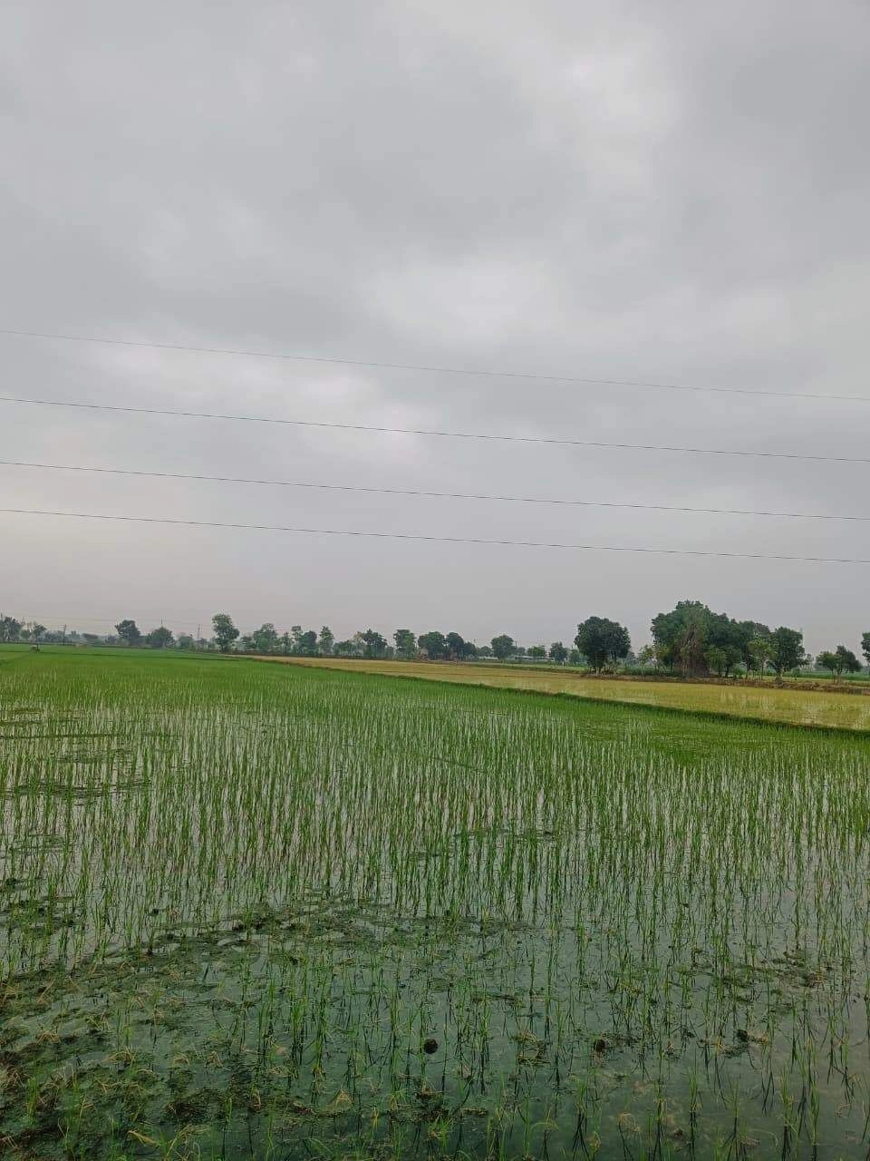 Bukharari, Mathura, Uttar Pradesh, India preview 2
