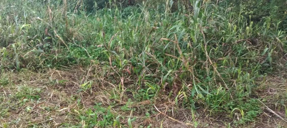 Jaleri, Rajasthan, India