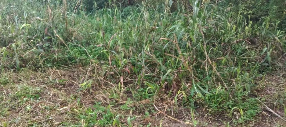 Jaleri, Rajasthan, India