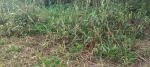 Jaleri, Rajasthan, India preview 2