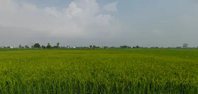 Khanna, Punjab, India preview 3