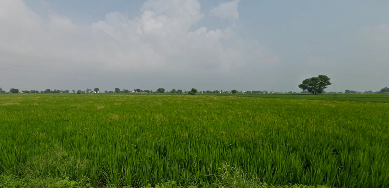 Balachaur, Punjab 144521, India