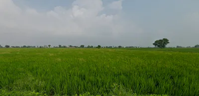 Balachaur, Punjab 144521, India preview 3