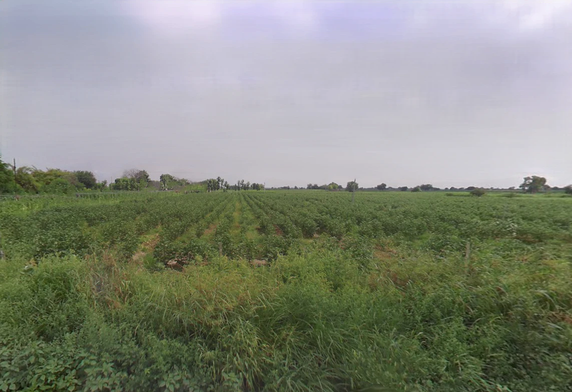 Chikanwas, Haryana 125047, India