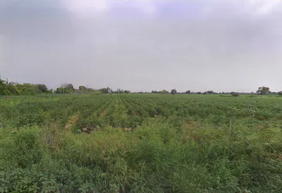 Chikanwas, Haryana 125047, India preview 3