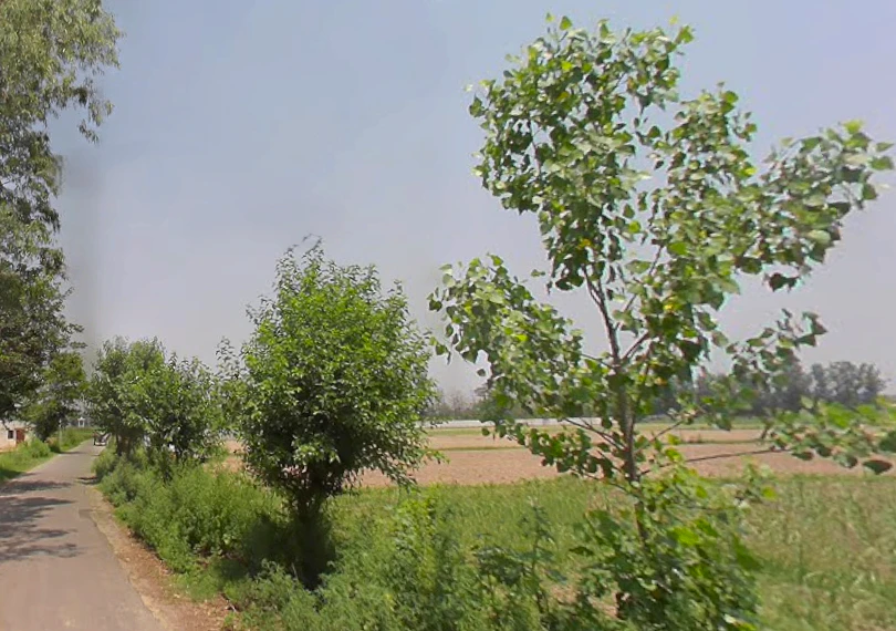 Chandner, Uttar Pradesh, India