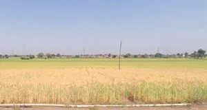 Sulgaon, Madhya Pradesh 450551, India preview 2