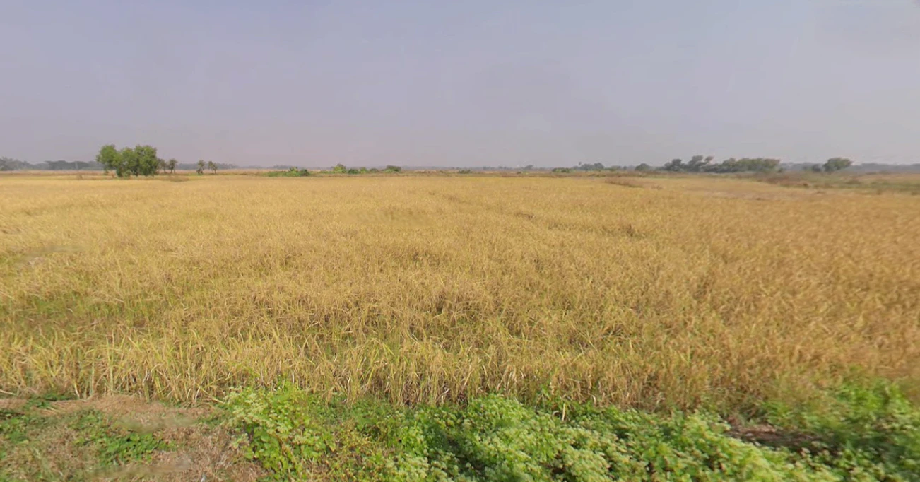 Sakhigopal, Odisha 752014, India