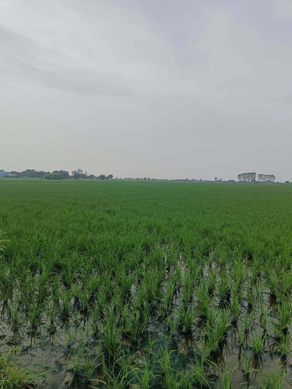 Javara, Mathura, Uttar Pradesh, India