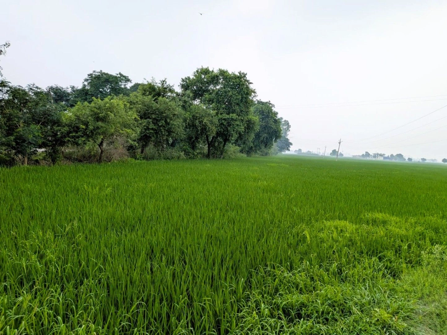 HMGR+WGX, Karnal, Thari, Haryana, India