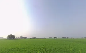 Rama, Punjab 142039, India preview 3