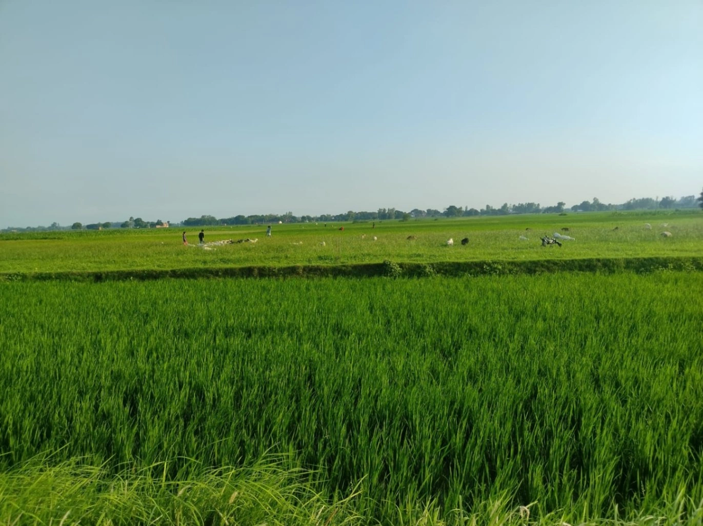 Puranpur, Uttar Pradesh 262122, India