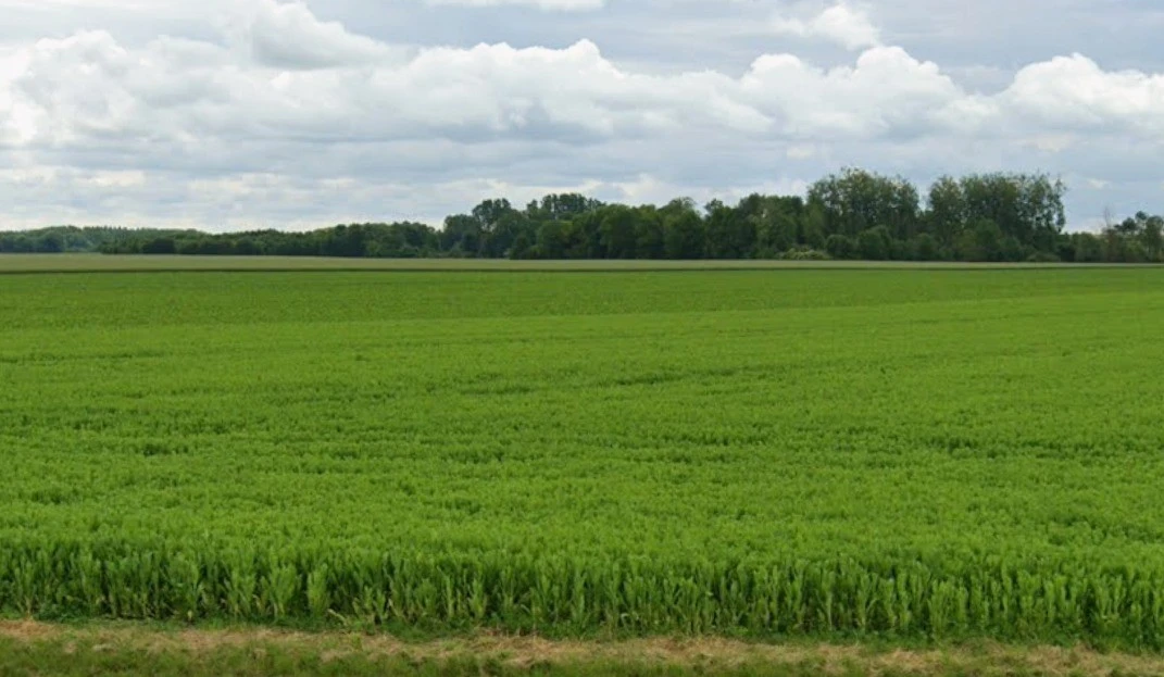 Brahman Pipalya, Madhya Pradesh, India