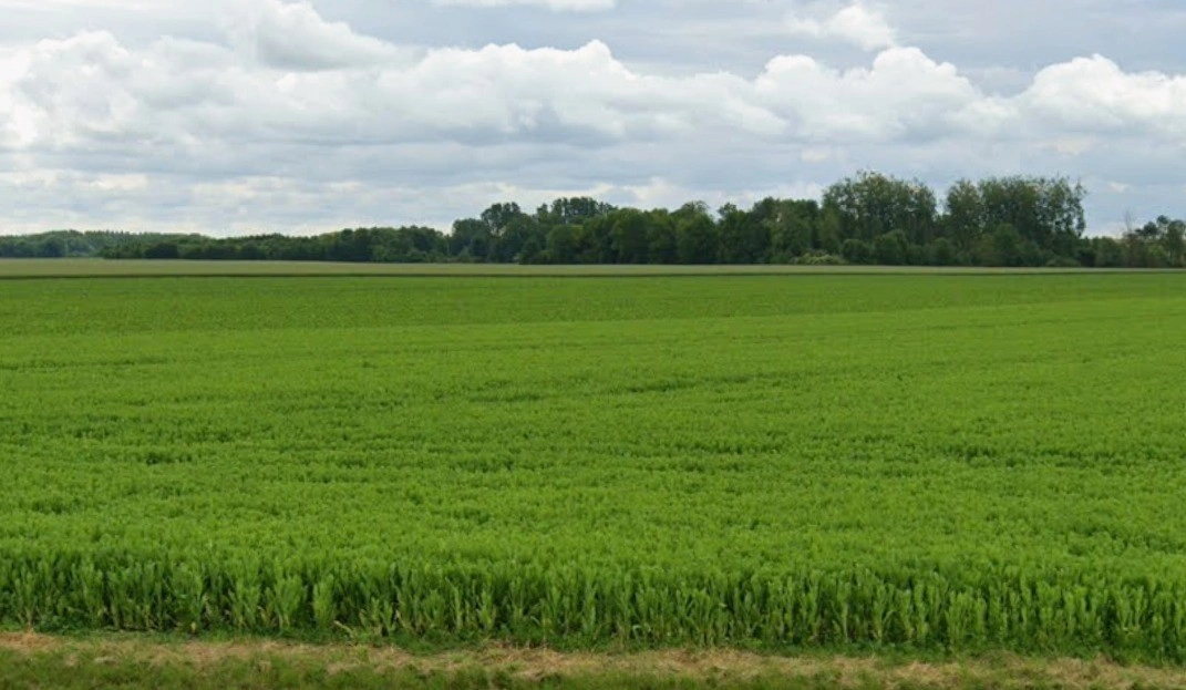 Brahman Pipalya, Madhya Pradesh, India