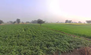 Khatauli, Uttar Pradesh 251201, India preview 3