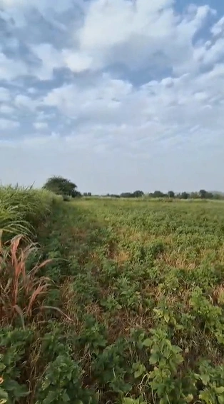 252V+QJF, Pali, Bera, Rajasthan, India