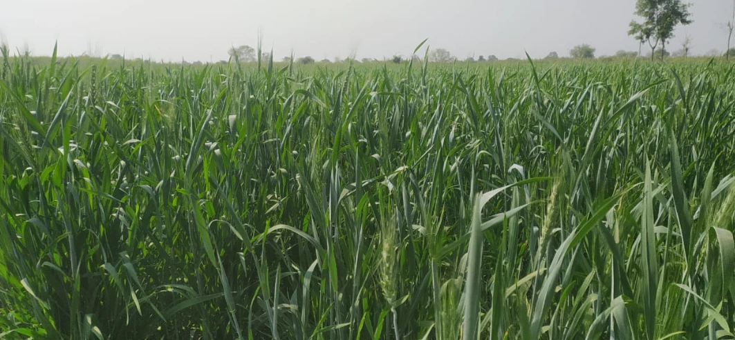 CJXG+XCX, Patiala, Bathonian Kalan, Punjab 140402, India