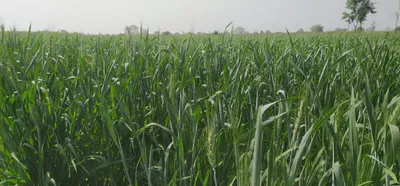 CJXG+XCX, Patiala, Bathonian Kalan, Punjab 140402, India preview 2