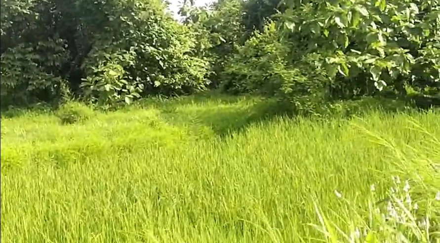 J5RW+XJ4, Palghar, Pimproli, Maharashtra 421303, India