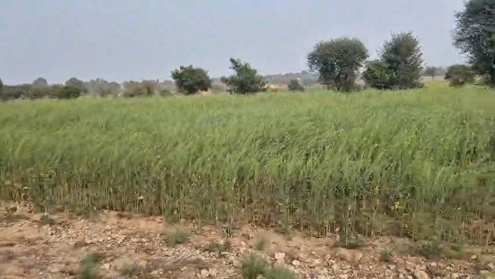 CHG6+96 Sarangpura, Rajasthan, India