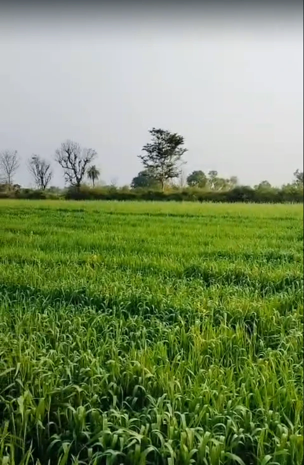 MW4R+WQM, Karanpur, Rajasthan 313601, India