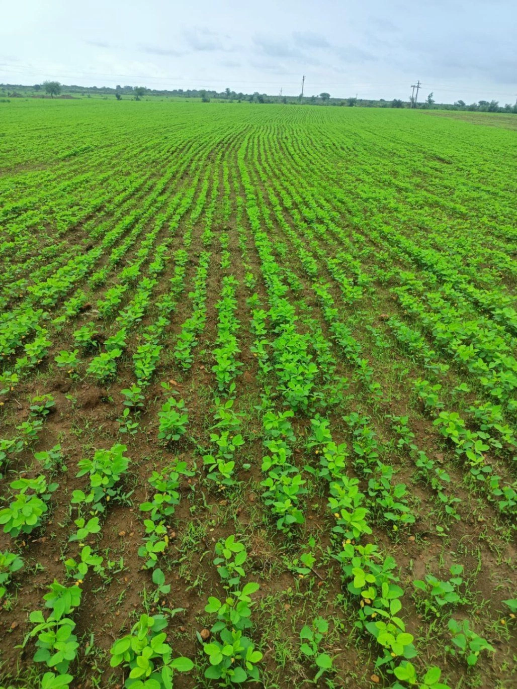 Sironj, Madhya Pradesh 464228, India preview 3