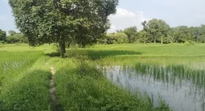 Mavaiya Kala, Uttar Pradesh, India preview 2