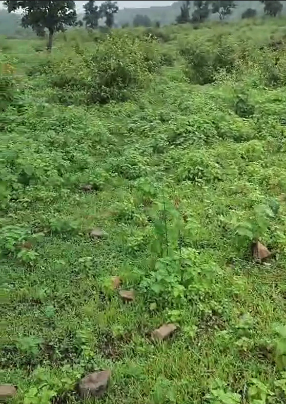 Bilpank, Ratlam, Madhya Pradesh 457441, India