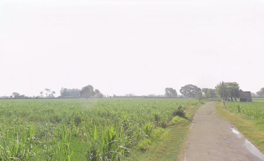 Dhanaura, Uttar Pradesh 244231, India