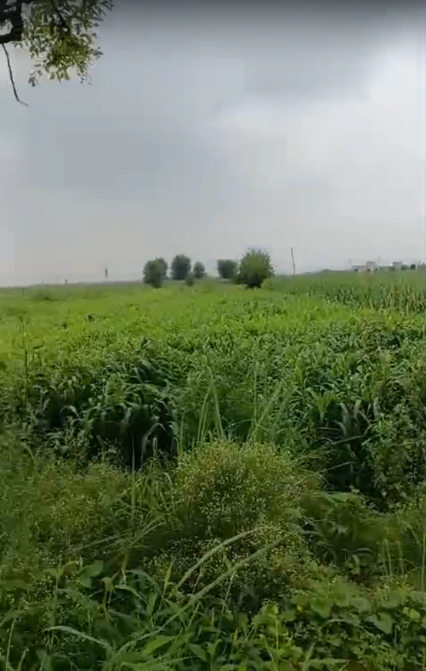 XJR9+2X2, Bhola Rd, Meerut, Pepla, Uttar Pradesh 250005, India