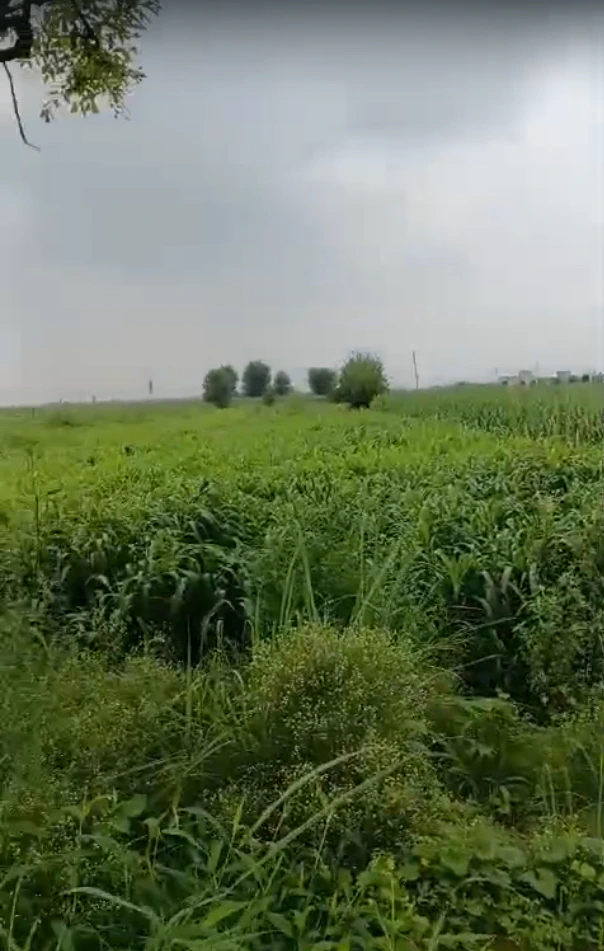 XJR9+2X2, Bhola Rd, Meerut, Pepla, Uttar Pradesh 250005, India