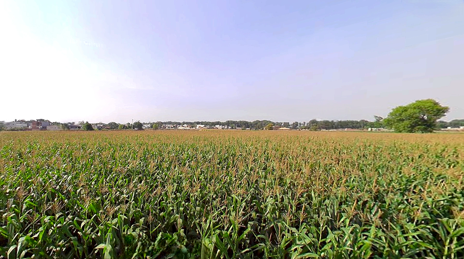 Thuhi, Punjab 147201, India