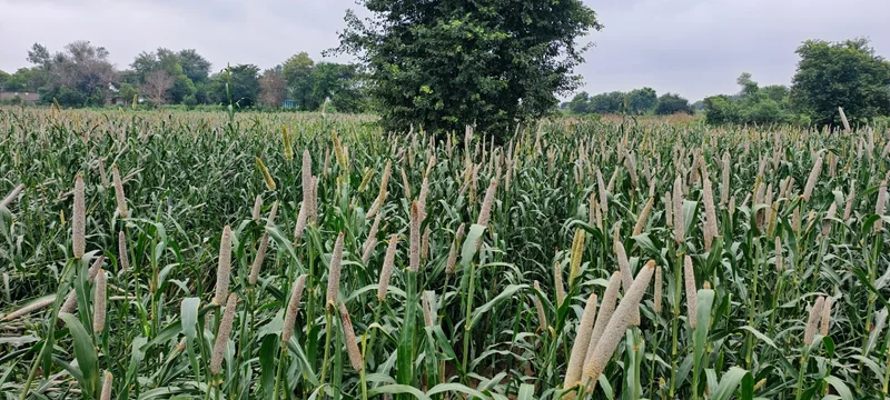 Milkpur, Rajasthan 301026, India preview 2