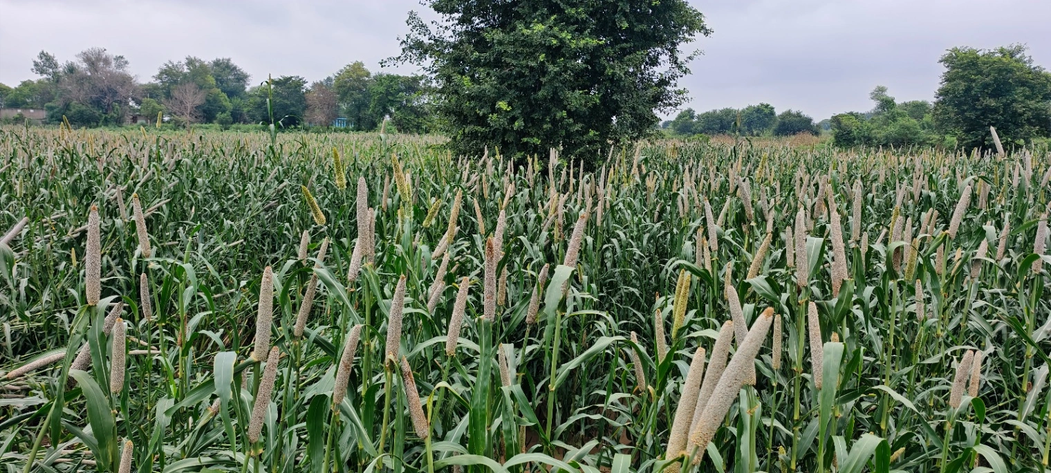 Milkpur, Rajasthan 301026, India