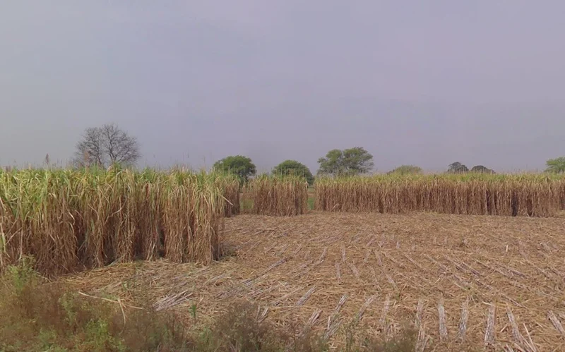 Binouri, Chhattisgarh 493228, India preview 3