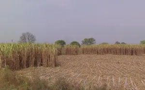 Binouri, Chhattisgarh 493228, India preview 3