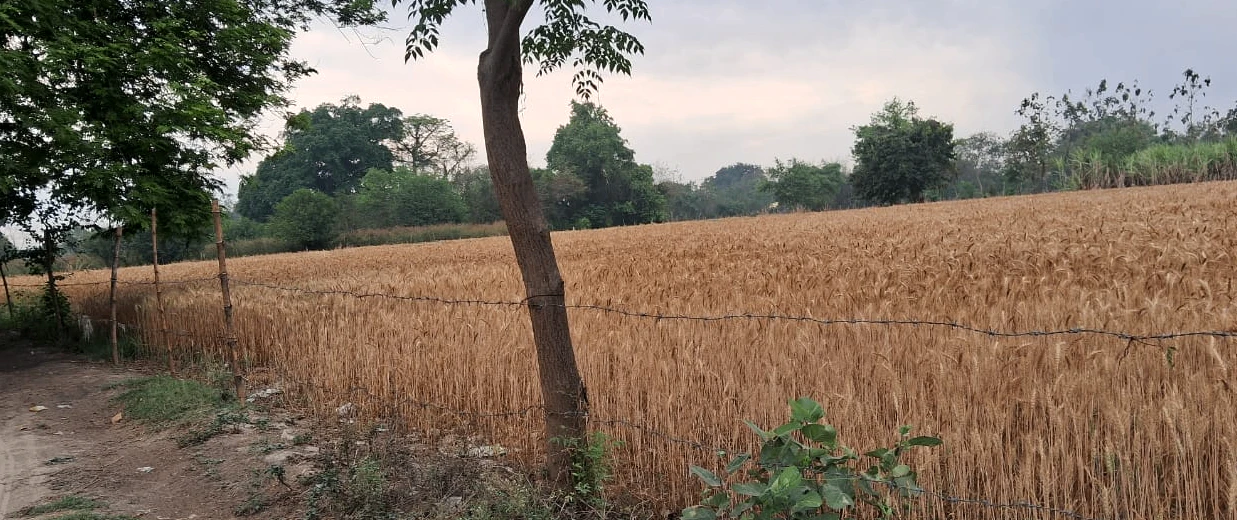 Bajuha Khurd, Punjab 144033, India