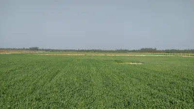 Sandila, Uttar Pradesh, India preview 2