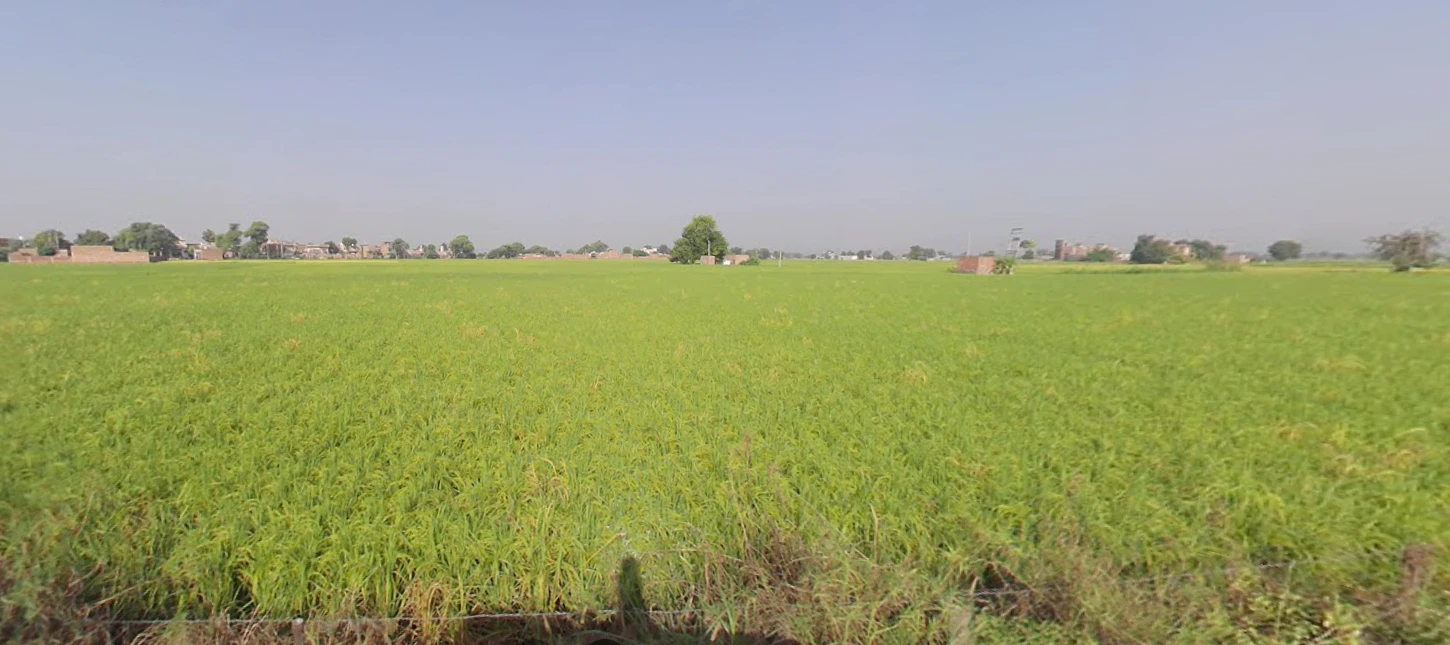 Rania, Haryana 125076, India