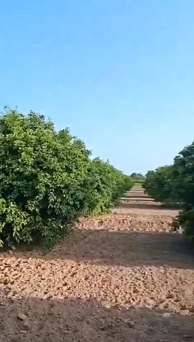 PHX5+FWR, Hanumangarh, Sabuwana Road, Sabuwana, Sabuana Chak 1 SBN, Rajasthan 335063, India preview 2