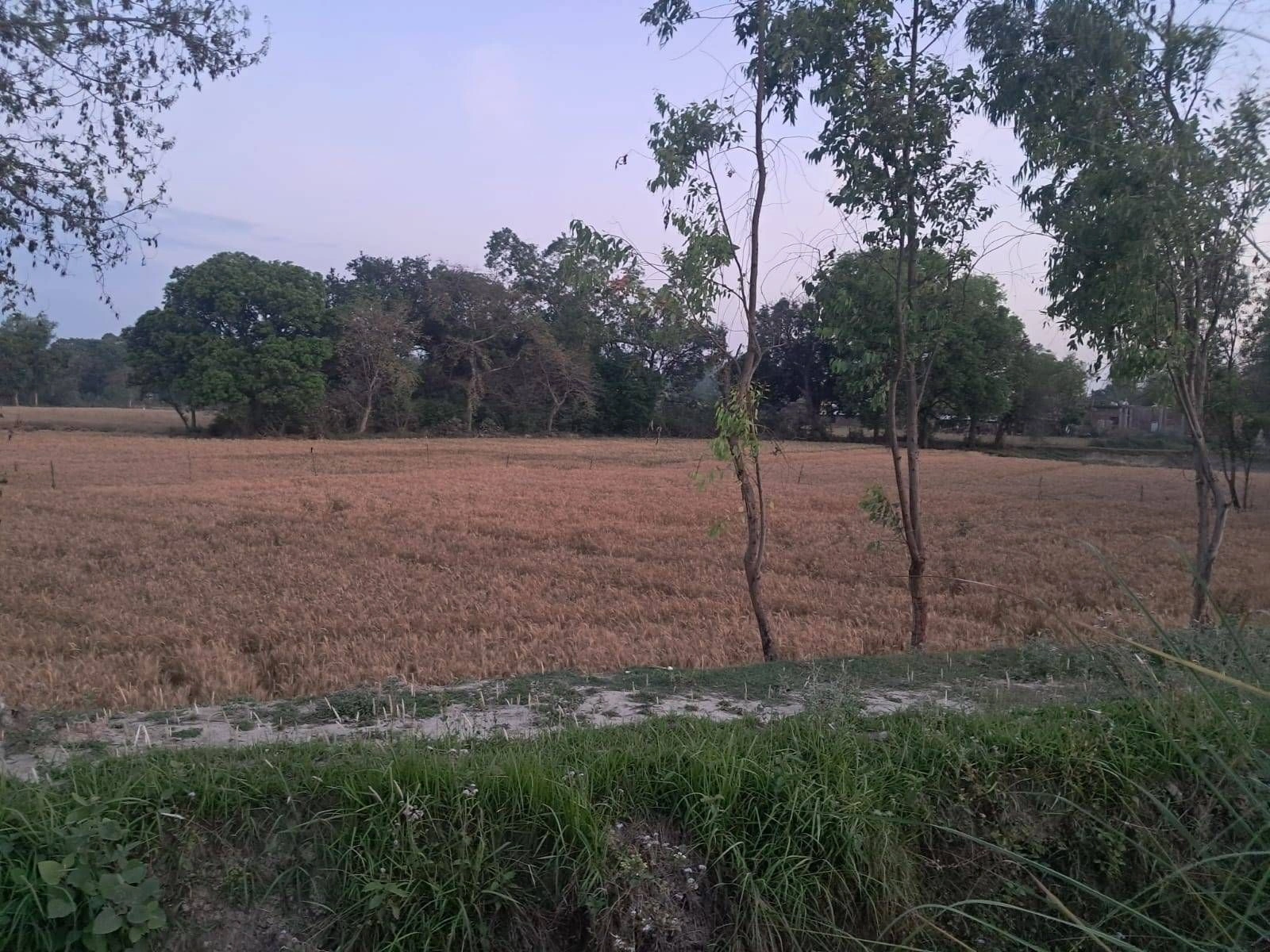 Faridpur, Uttar Pradesh 243503, India