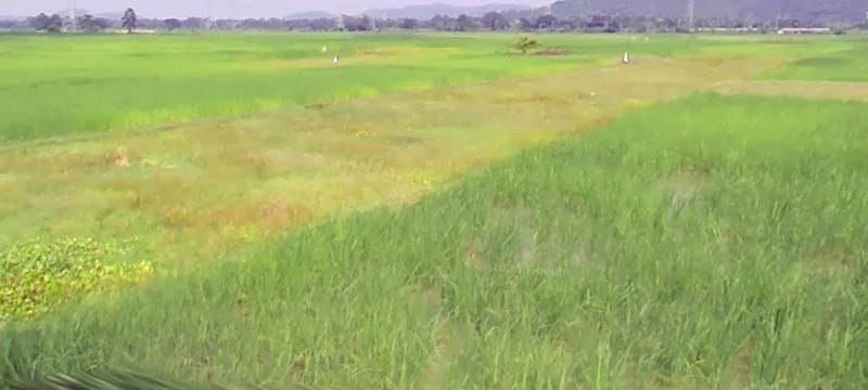 Pachama, Madhya Pradesh, India preview 2