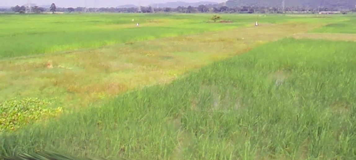 Pachama, Madhya Pradesh, India