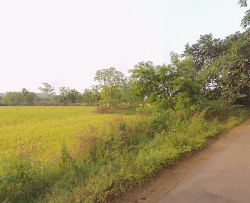 Chantipali, Odisha 768226, India