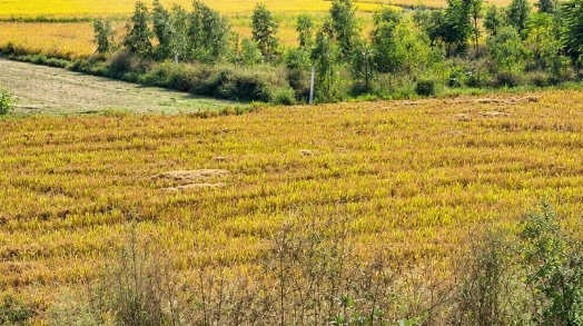 Dhol Khedi, Vidisha, Madhya Pradesh 464001, India