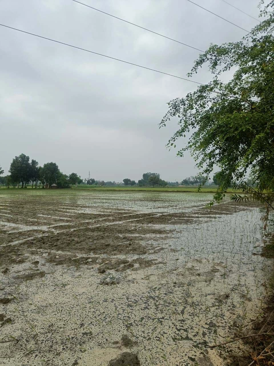 Bukharari, Mathura, Uttar Pradesh, India